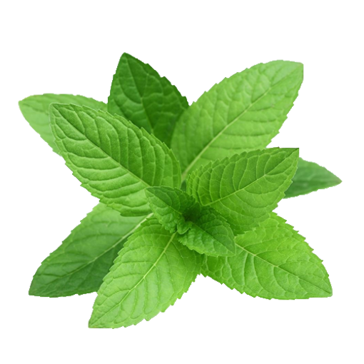 Picture of Mint Leaf - 100 gm