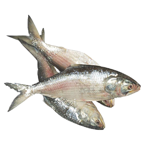 Picture of Hilsha - (+/-) 1.500 gm(per kg)