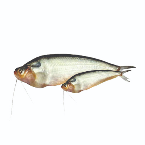 Picture of River Pabda (medium size) - 500 gm