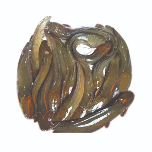 Picture of Magur (Deshi 6 - 8 pcs) - 1 kg