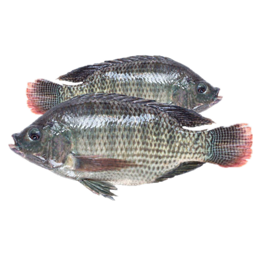 Picture of Telapia Farm ( 2- 3 pcs) - 1 kg
