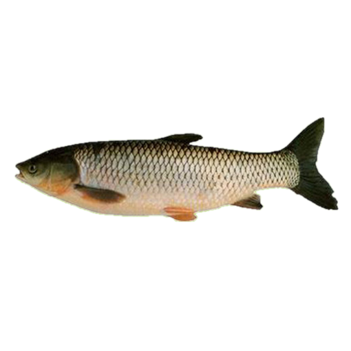 Picture of Grass Carp - 2 kg + (per kg)