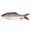 Picture of Rui (Regular) - 1 kg  +/-