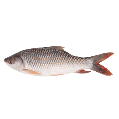 Picture of Rui (Regular) - 1 kg  +/-