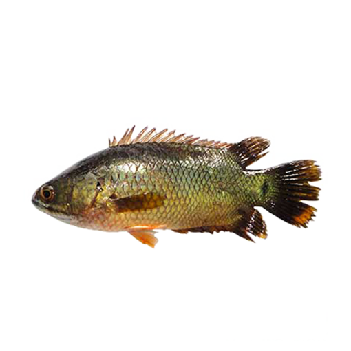 Picture of Koi (Thai 10 - 12 pcs) - 1 kg