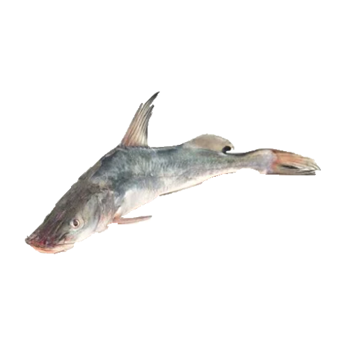 Picture of River Ayer Fish - (1.5 kg+ ) - 1 kg