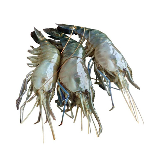 Picture of Golda Chingri (15-18 pcs/ kg) - 500 gm