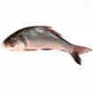 Picture of Catla - 1.5 kg