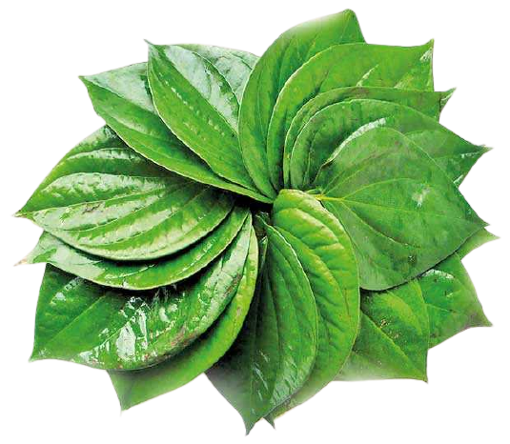Picture of Betel Leaf (Paan) - 20 pcs