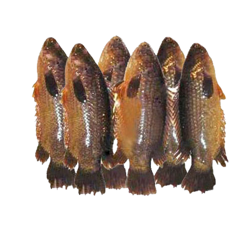 Picture of Koi (Deshi 10 - 12 pcs) - 1 kg