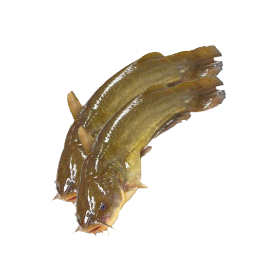 মাগুর ( ৫ - ৬ পিস) - ১ কেজি  এর ছবি