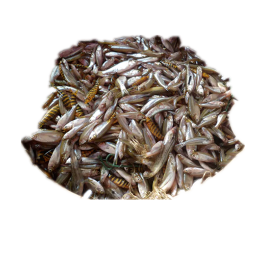 Picture of Nodir Panch Mishali Fish  - 1 kg