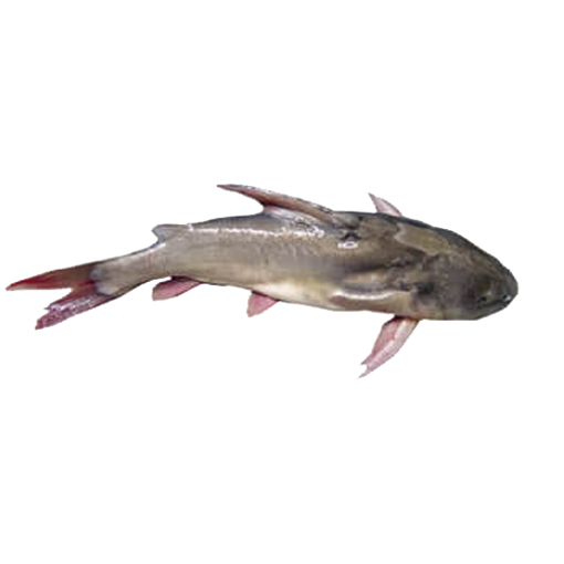Picture of Sea Rita (1 pc) - 1 kg