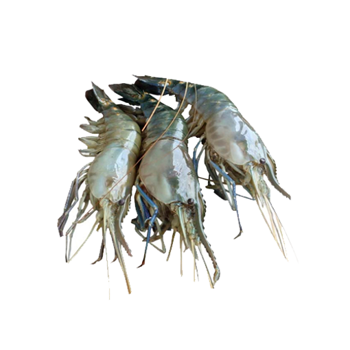 Picture of Chingri (With Dim) (Medium) - 1 kg